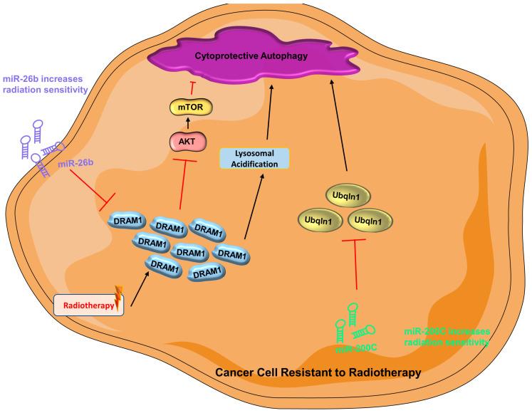 https://cdn.ncbi.nlm.nih.gov/pmc/blobs/c380/10136604/9167dd7ee800/cells-12-01156-g003.jpg