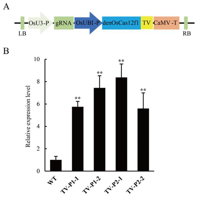 https://cdn.ncbi.nlm.nih.gov/pmc/blobs/c390/12299486/264ec8d2cacc/plants-14-02100-g004.jpg