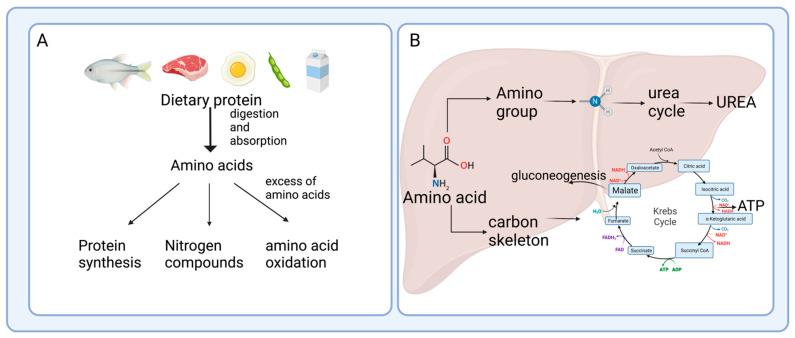 https://cdn.ncbi.nlm.nih.gov/pmc/blobs/c39f/10421169/19eeeb2b138f/nutrients-15-03378-g001.jpg
