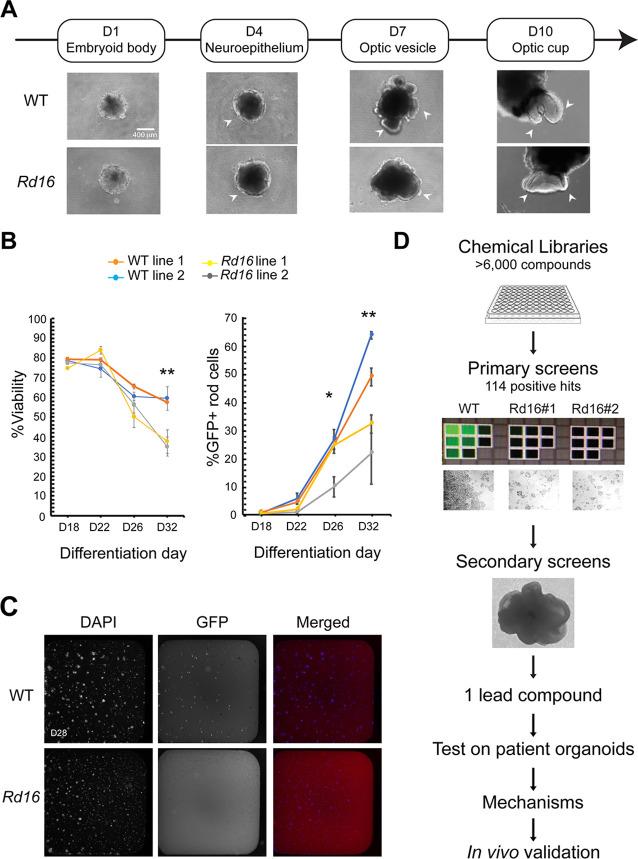 https://cdn.ncbi.nlm.nih.gov/pmc/blobs/c3a3/10121224/035366bc384b/elife-83205-fig1.jpg