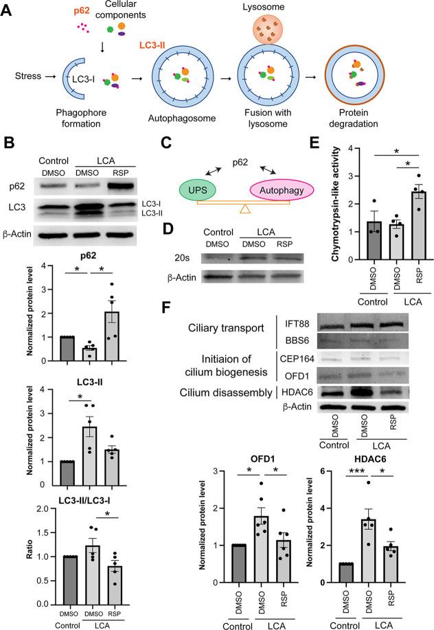 https://cdn.ncbi.nlm.nih.gov/pmc/blobs/c3a3/10121224/300fa4396de3/elife-83205-fig5.jpg