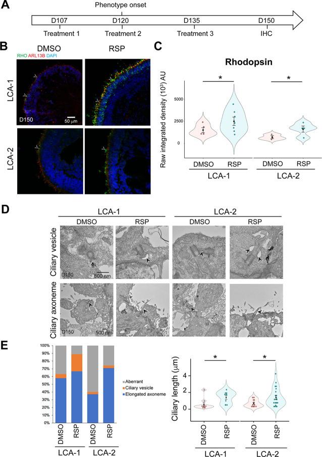 https://cdn.ncbi.nlm.nih.gov/pmc/blobs/c3a3/10121224/351b3ed00f8a/elife-83205-fig3.jpg