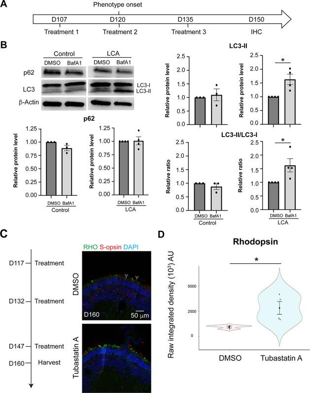 https://cdn.ncbi.nlm.nih.gov/pmc/blobs/c3a3/10121224/c74a89c9a1f9/elife-83205-fig5-figsupp2.jpg