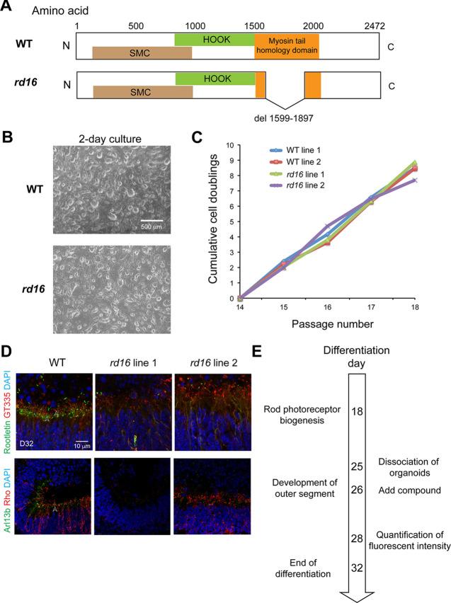 https://cdn.ncbi.nlm.nih.gov/pmc/blobs/c3a3/10121224/e452e2252357/elife-83205-fig1-figsupp2.jpg