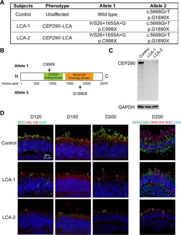 https://cdn.ncbi.nlm.nih.gov/pmc/blobs/c3a3/10121224/ecffbd391fc7/elife-83205-fig3-figsupp1.jpg