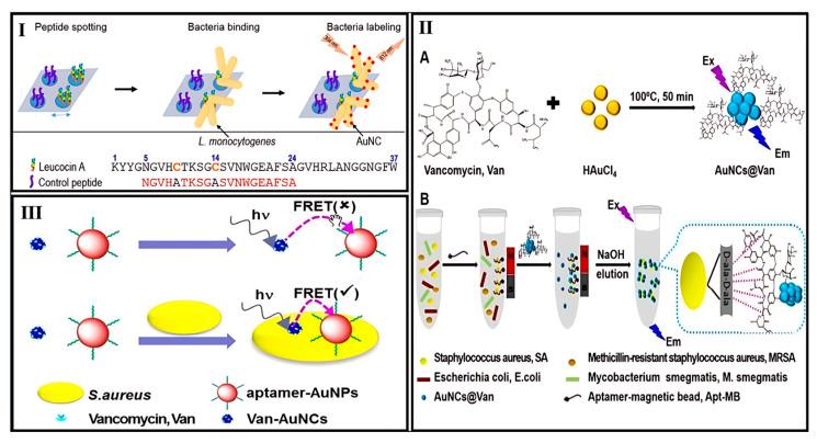 https://cdn.ncbi.nlm.nih.gov/pmc/blobs/c3ab/12293134/b882185b53d5/biosensors-15-00460-g003.jpg
