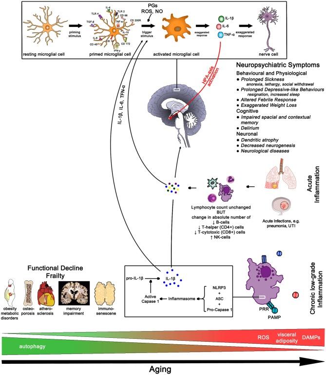 https://cdn.ncbi.nlm.nih.gov/pmc/blobs/c3ac/6277637/40995ca67071/fmed-05-00316-g0012.jpg