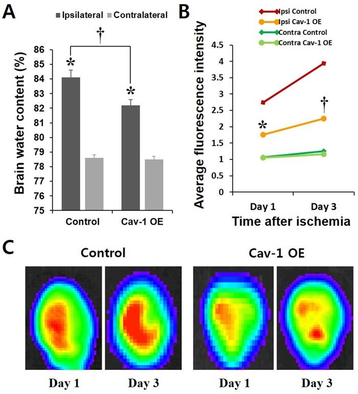 https://cdn.ncbi.nlm.nih.gov/pmc/blobs/c3bf/5356525/0618350d4b8d/oncotarget-07-67857-g005.jpg