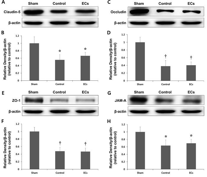 https://cdn.ncbi.nlm.nih.gov/pmc/blobs/c3bf/5356525/1c5976274e92/oncotarget-07-67857-g006.jpg
