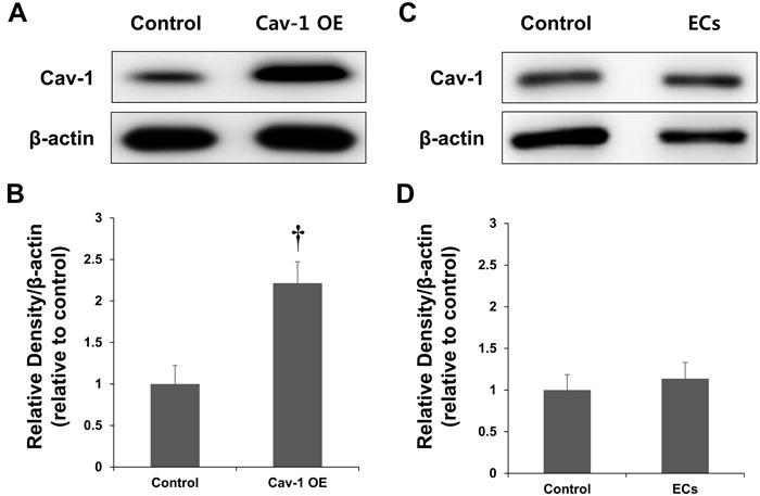 https://cdn.ncbi.nlm.nih.gov/pmc/blobs/c3bf/5356525/9f7a748512e5/oncotarget-07-67857-g003.jpg