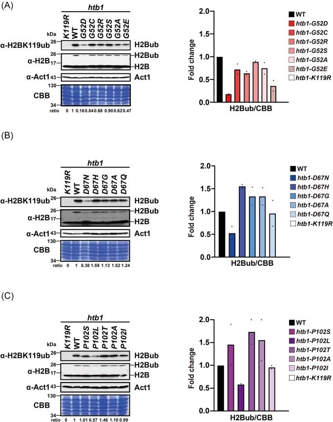 https://cdn.ncbi.nlm.nih.gov/pmc/blobs/c415/12128920/528479f60953/foaf027fig2.jpg