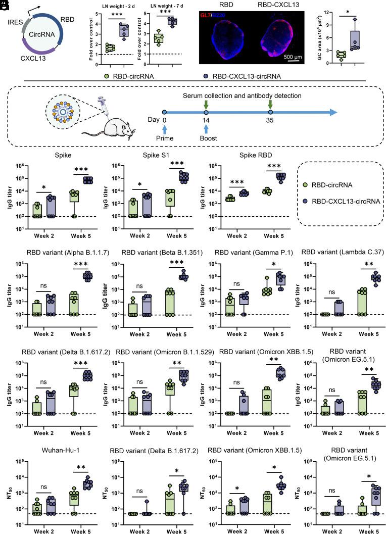 https://cdn.ncbi.nlm.nih.gov/pmc/blobs/c43f/11536096/0aa305469e71/pnas.2406434121fig06.jpg