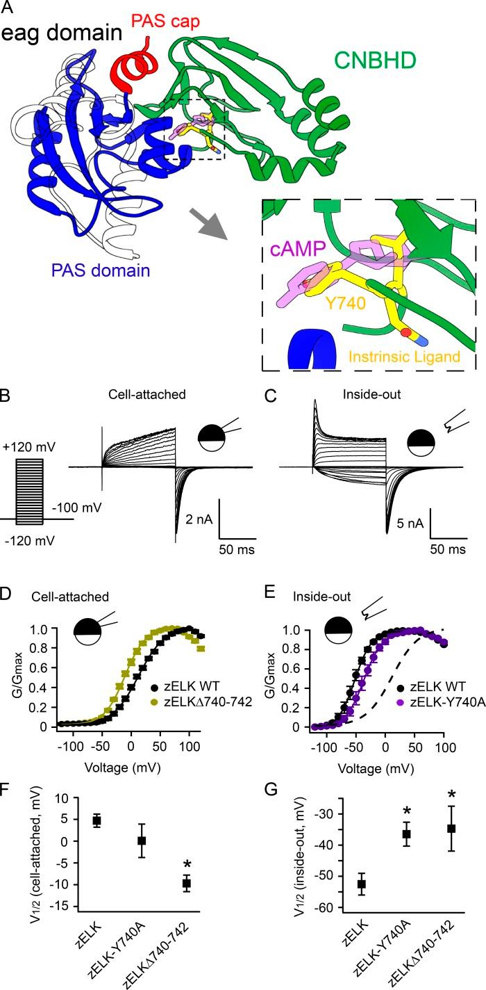https://cdn.ncbi.nlm.nih.gov/pmc/blobs/c440/5881448/55c7c890b49a/JGP_201711989_Fig1.jpg