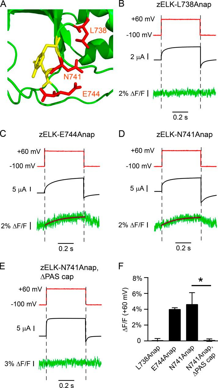 https://cdn.ncbi.nlm.nih.gov/pmc/blobs/c440/5881448/d8e7f079efb6/JGP_201711989_Fig4.jpg