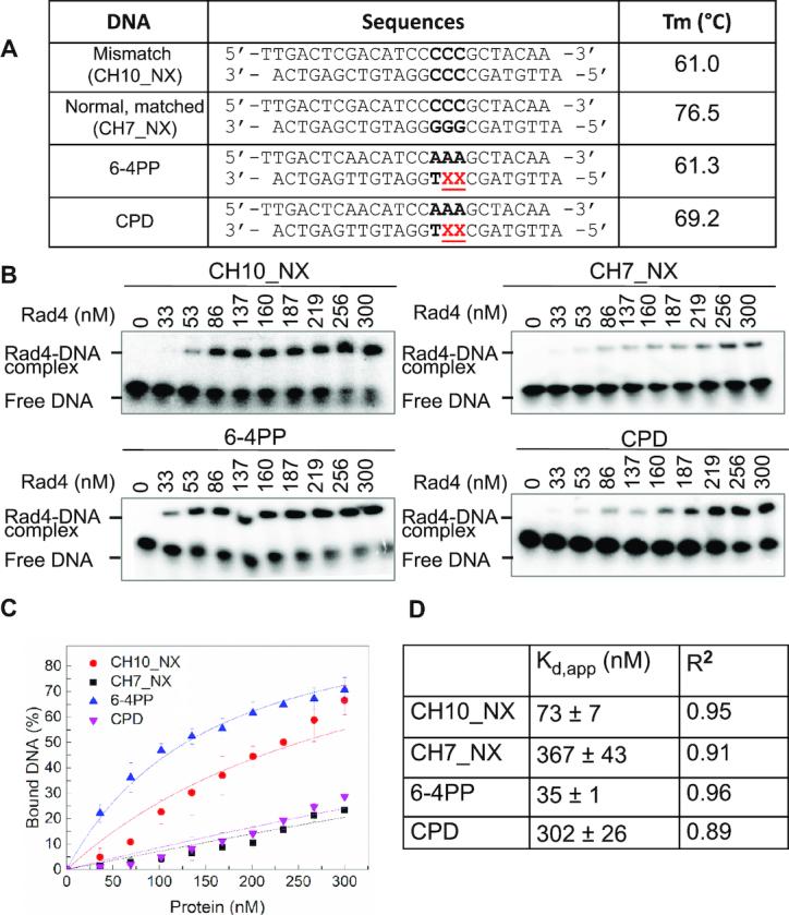 https://cdn.ncbi.nlm.nih.gov/pmc/blobs/c443/6614856/5f13a3991b42/gkz359fig1.jpg