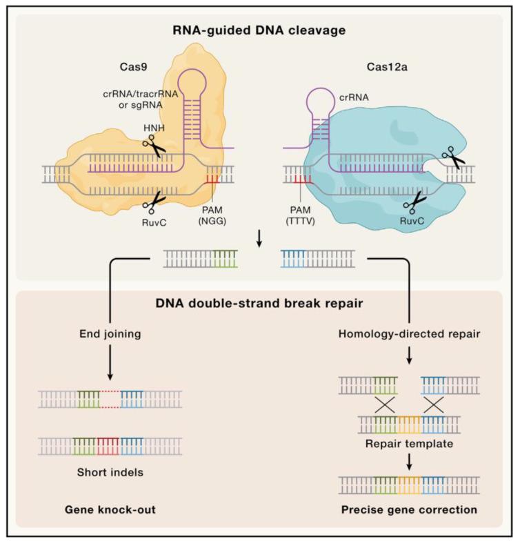 https://cdn.ncbi.nlm.nih.gov/pmc/blobs/c463/11672446/168acbf183fa/antibiotics-13-01141-g001.jpg