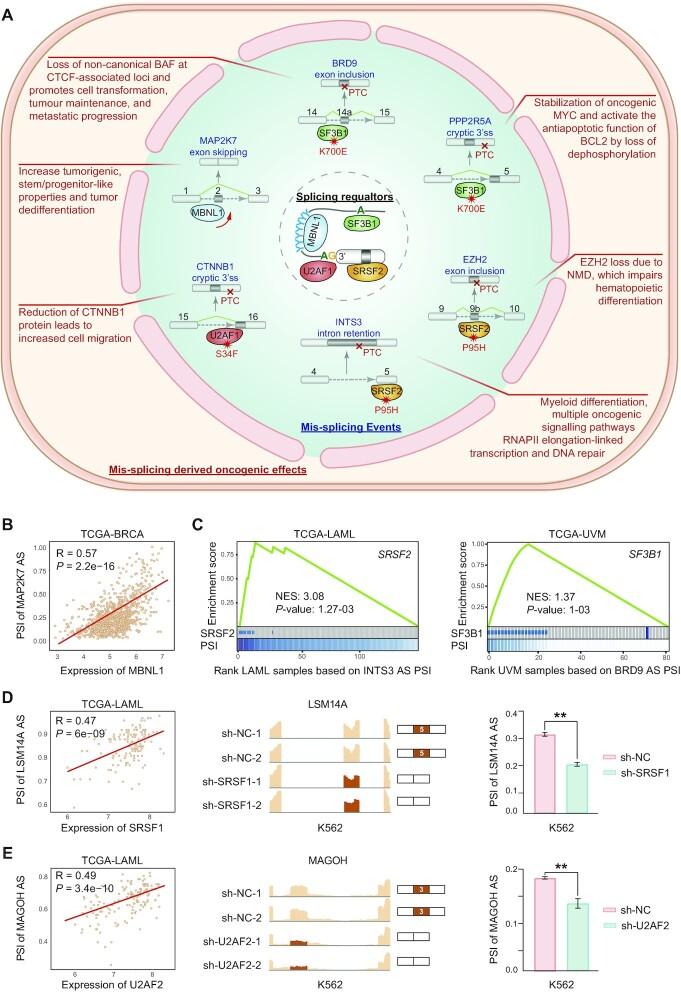 https://cdn.ncbi.nlm.nih.gov/pmc/blobs/c468/9825479/9384c6263b2a/gkac955fig3.jpg