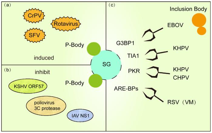 https://cdn.ncbi.nlm.nih.gov/pmc/blobs/c492/12299462/74a8d3961e2f/microorganisms-13-01434-g003.jpg