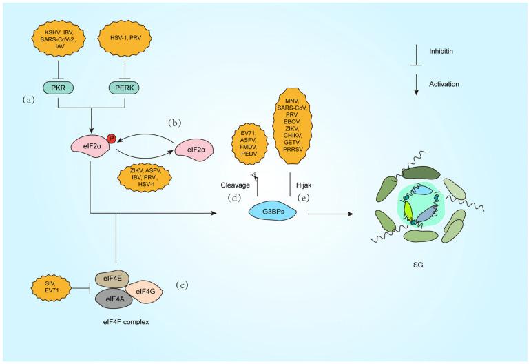 https://cdn.ncbi.nlm.nih.gov/pmc/blobs/c492/12299462/8a5798a0fede/microorganisms-13-01434-g002.jpg
