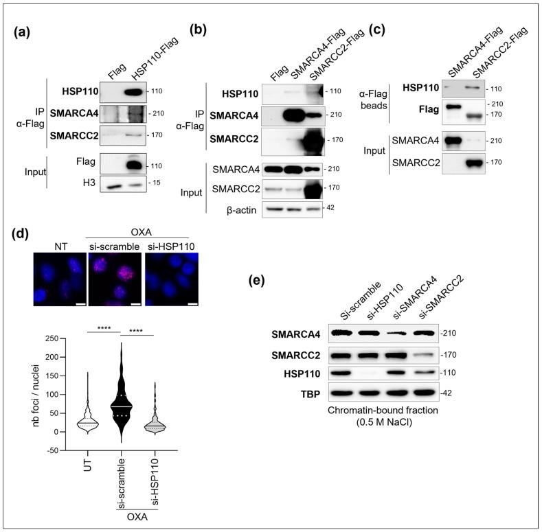 https://cdn.ncbi.nlm.nih.gov/pmc/blobs/c514/12155415/3b214c0e8bb6/cells-14-00849-g003.jpg