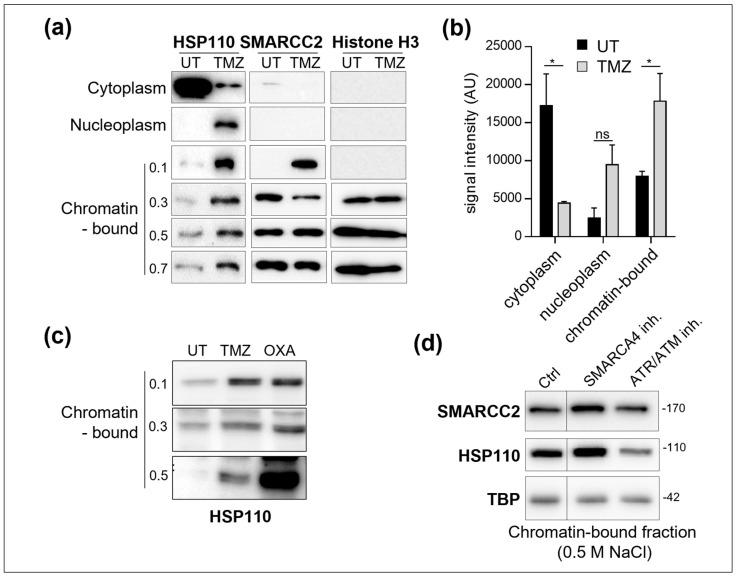 https://cdn.ncbi.nlm.nih.gov/pmc/blobs/c514/12155415/933a9ada84d2/cells-14-00849-g002.jpg