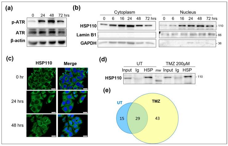 https://cdn.ncbi.nlm.nih.gov/pmc/blobs/c514/12155415/b15f379f3e32/cells-14-00849-g001.jpg