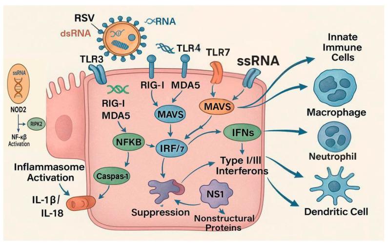 https://cdn.ncbi.nlm.nih.gov/pmc/blobs/c549/12388328/78b9ab3c531f/microorganisms-13-01876-g002.jpg