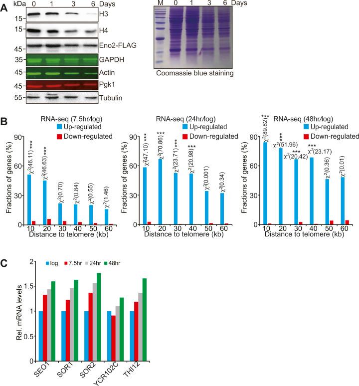 https://cdn.ncbi.nlm.nih.gov/pmc/blobs/c56c/9806677/5ed13865b2b5/LSA-2022-01614_FigS7.jpg