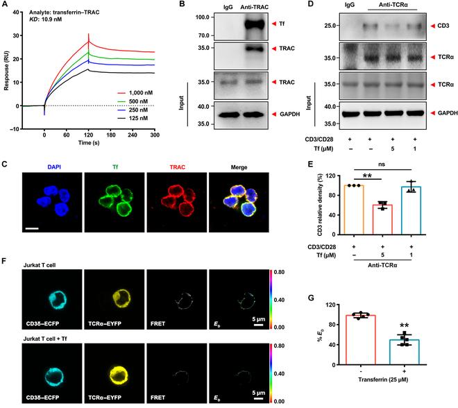 https://cdn.ncbi.nlm.nih.gov/pmc/blobs/c56f/11731779/f06070dcfcb5/research.0578.fig.003.jpg