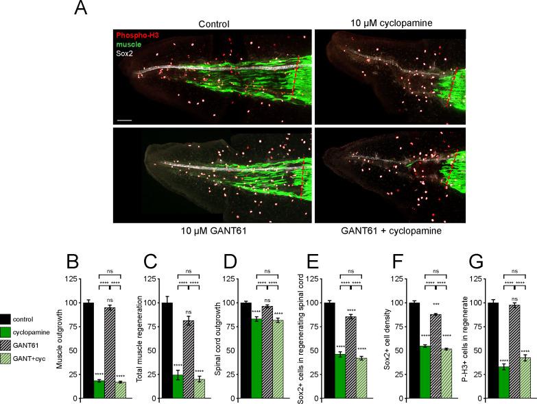 https://cdn.ncbi.nlm.nih.gov/pmc/blobs/c582/8137141/0e446f56232e/elife-61804-fig3.jpg