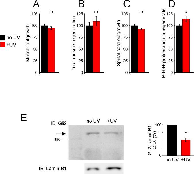 https://cdn.ncbi.nlm.nih.gov/pmc/blobs/c582/8137141/19238a1a27e8/elife-61804-fig4-figsupp1.jpg