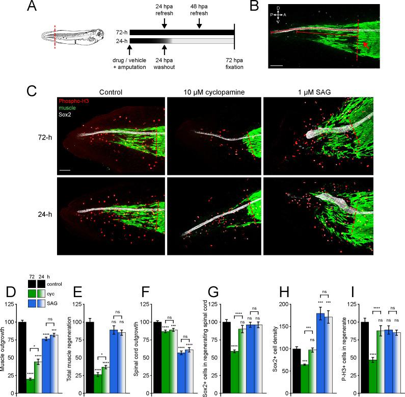 https://cdn.ncbi.nlm.nih.gov/pmc/blobs/c582/8137141/3034c6ab990f/elife-61804-fig1.jpg