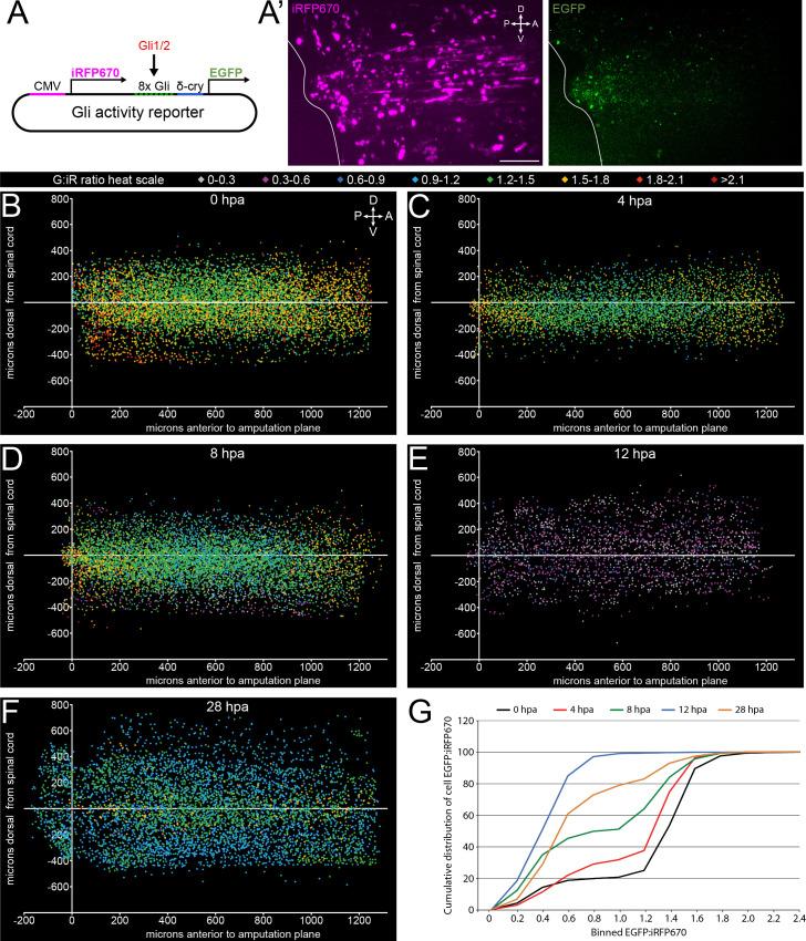 https://cdn.ncbi.nlm.nih.gov/pmc/blobs/c582/8137141/cd302aadc83a/elife-61804-fig2.jpg