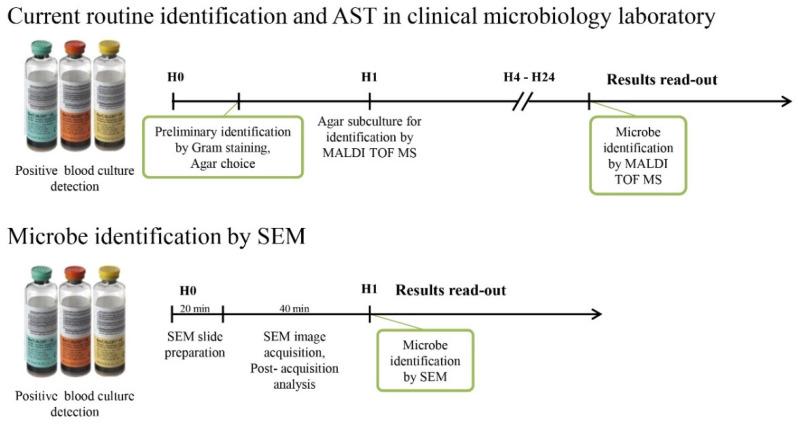 https://cdn.ncbi.nlm.nih.gov/pmc/blobs/c5d3/8227564/37fdd443689a/microorganisms-09-01170-g002.jpg