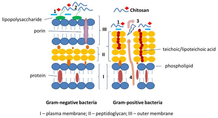 https://cdn.ncbi.nlm.nih.gov/pmc/blobs/c5df/9142982/77fb6e738254/molecules-27-03343-g008.jpg