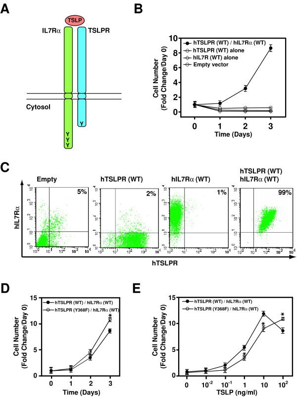 https://cdn.ncbi.nlm.nih.gov/pmc/blobs/c652/2836284/4e2c3811e957/1471-2172-11-5-2.jpg