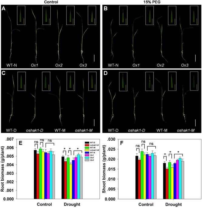 https://cdn.ncbi.nlm.nih.gov/pmc/blobs/c668/5671996/6a6263059fad/fpls-08-01885-g003.jpg
