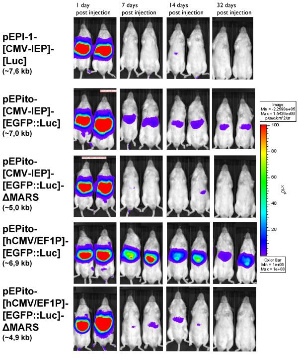 https://cdn.ncbi.nlm.nih.gov/pmc/blobs/c691/2847955/240bbda0053b/1472-6750-10-20-5.jpg