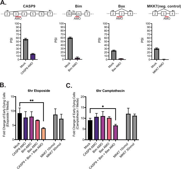 https://cdn.ncbi.nlm.nih.gov/pmc/blobs/c6a5/9625086/28c389cad7b3/elife-80953-fig6.jpg