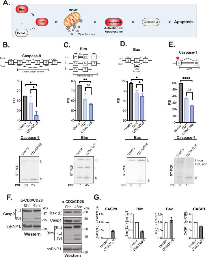 https://cdn.ncbi.nlm.nih.gov/pmc/blobs/c6a5/9625086/36e0f8553967/elife-80953-fig4.jpg