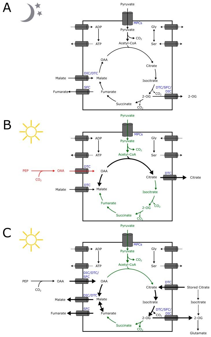https://cdn.ncbi.nlm.nih.gov/pmc/blobs/c6ae/7020223/f2c6f1402a07/plants-09-00117-g002.jpg