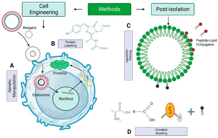 https://cdn.ncbi.nlm.nih.gov/pmc/blobs/c6ff/10537154/66b2d926ddba/pharmaceutics-15-02173-g009.jpg