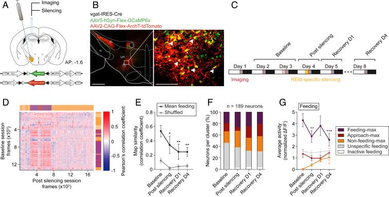 https://cdn.ncbi.nlm.nih.gov/pmc/blobs/c71e/7430996/979b75b508b5/pnas.1921909117fig06.jpg
