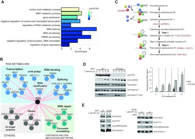 https://cdn.ncbi.nlm.nih.gov/pmc/blobs/c734/8565353/987e1bb66d16/gkab900fig4.jpg