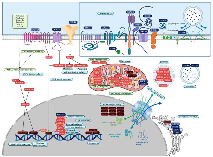 https://cdn.ncbi.nlm.nih.gov/pmc/blobs/c73b/11720097/51c8057a849e/cells-14-00001-g007.jpg