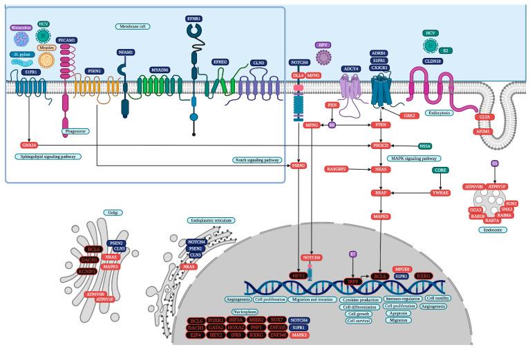 https://cdn.ncbi.nlm.nih.gov/pmc/blobs/c73b/11720097/c6880d91ac41/cells-14-00001-g005.jpg