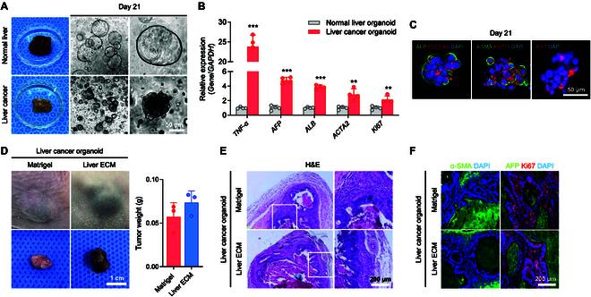 https://cdn.ncbi.nlm.nih.gov/pmc/blobs/c73d/12369845/6e2d4b26302b/bmr.0242.fig.006.jpg