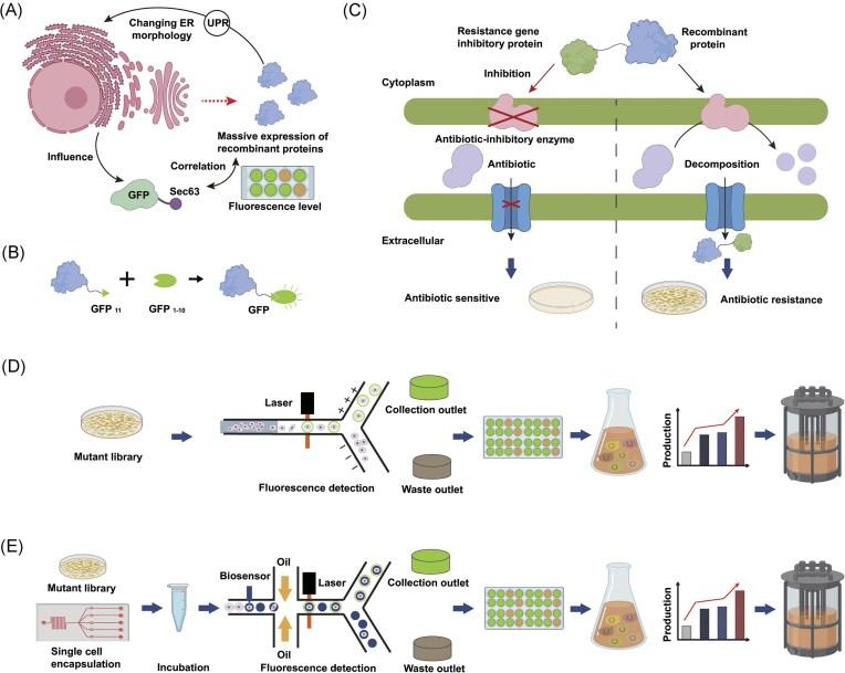 https://cdn.ncbi.nlm.nih.gov/pmc/blobs/c76d/11934926/3ff33c983b11/foaf010fig3.jpg