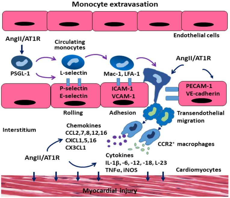 https://cdn.ncbi.nlm.nih.gov/pmc/blobs/c780/11640308/a76c02eb85d7/cells-13-02001-g002.jpg