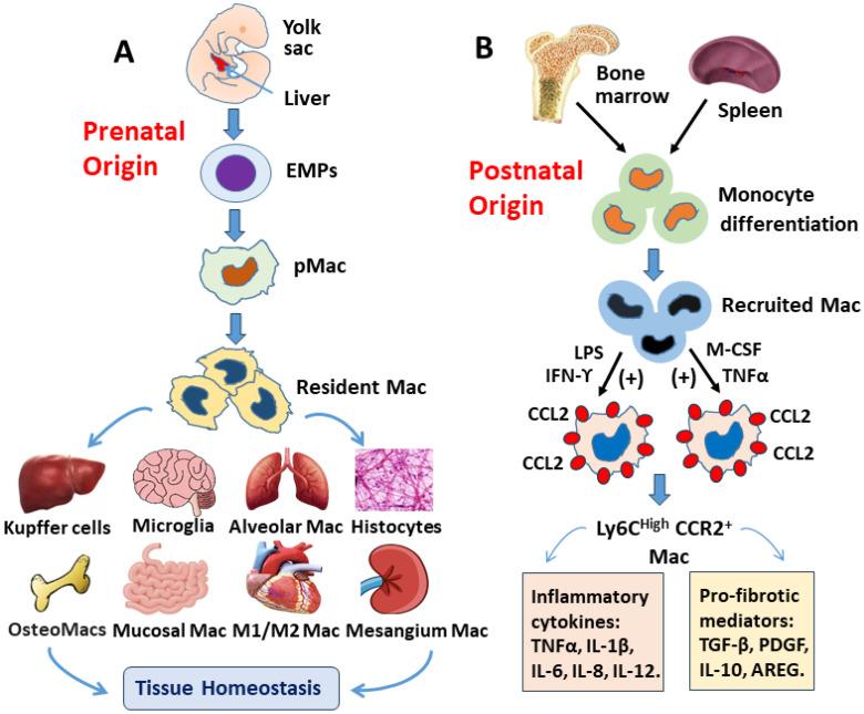 https://cdn.ncbi.nlm.nih.gov/pmc/blobs/c780/11640308/d79a8f539c20/cells-13-02001-g001.jpg
